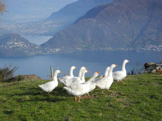 Agriturismo Piccolo Paradiso Pianello Del Lario Екстериор снимка